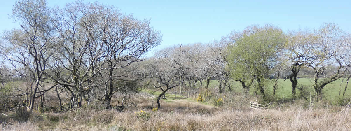 Greenamoor Nature Reserve